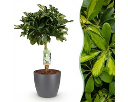 Green boutiQ - Kamerplanten - Schefflera Gold Capelle - Vingerboom - Weinig onderhoud - Groen - goud - 1 Plant - met Potter Grijs - Pot 21cm - Hoogte 70-80cm