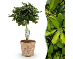 Green boutiQ - Kamerplanten - Schefflera Gold Capelle - Vingerboom - Weinig onderhoud - met mand - Groen - goud - 1 Plant - Pot 21cm - Hoogte 70-80cm