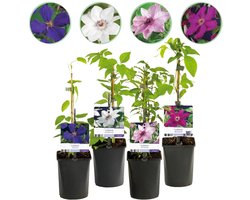 Green boutiQ - Klimplant - Clematis Rainbow - Bloem Roze Wit Paars Rood - Weinig onderhoud - 4 planten - Pot 11cm Hoogte 40cm