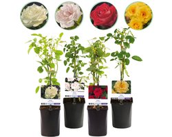 Green boutiQ - Klimroos - Rosa Rainbow - Bloemen Roze Wit Geel Rood - Weinig onderhoud - 4 planten - Pot 11cm Hoogte 40cm