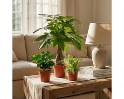 Green boutiQ - Mix van 3 Makkelijke Kamerplanten - Pachira Aquatica, Coffea Arabica, Chlorophytum - Groen - Weinig onderhoud - 3 Planten - Pot 12 - 14cm - Hoogte 25 - 45cm