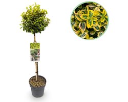 Green boutiQ - Plant op Stam - Euonymus fortunei Emerald n Gold - Terras Plant - Bladhoudend - Winterhard - Groen-Geel Blad - Pot 19cm Hoogte 90cm
