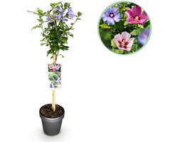 Green boutiQ - Plant op Stam - Hibiscus syriacus Tricolour - Terras Plant - Bladverliezend - Winterhard - Witte, Roze, Paarse Bloem - Pot 19cm Hoogte 90cm