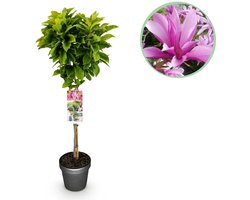 Green boutiQ - Plant op Stam - Magnolia Susan - Terras Plant - Bladverliezend - Winterhard - Roze Bloem - Pot 19cm Hoogte 90cm