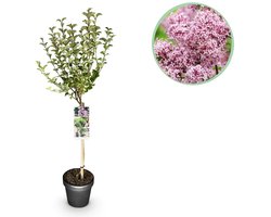 Green boutiQ - Plant op Stam- Syringa meyeri Palibin - Terras Plant - Bladverliezend - Winterhard- Paarse Bloem - Pot 19cm Hoogte 90cm