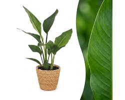 Green boutiQ - Strelitzia Reginea - Paradijsvogelbloem - 1 Plant - met Zeegras Mand - Pot 12cm - Hoogte 35cm