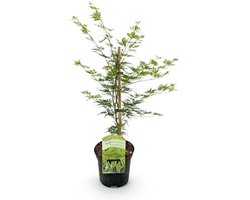 Green boutiQ - Terrasplant - Japanse Esdoorn - Acer palmatum Emerald Lace - Groen - 1 Plant - Bladverliezend - Pot 19cm Hoogte 70cm