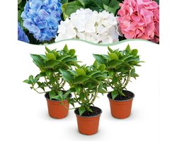 Green boutiQ - Tuinplant - Hydrangea macrophylla Tricolour - Hortensia - Winterhard - Roze-Blauw-Wit - 3 Planten - Pot 12cm - Hoogte 20-30cm
