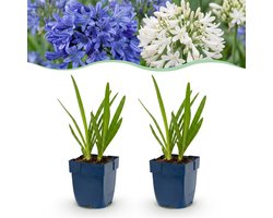 Green boutiQ - Vasteplant - Agapanthus Duo - Afrikaanse Lelie - Bijen en Vlinderlokkers - Blauw - Wit - 24 Planten - Pot 11cm - Hoogte 15-25cm