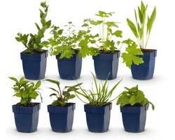 Green boutiQ - Vasteplant - Borderpakket - Bijen en vlinderlokkend - Diversen - Soorten en kleuren - 6 Planten - Pot 11cm - Hoogte 15-25cm
