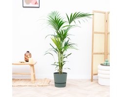Green Bubble - Kentia palm inclusief elho greenville zwart - 180cm