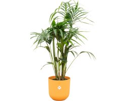 Green Bubble - Kentia palm inclusief elho Jazz Round amber yellow Ø23 - 130 cm