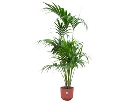 Green Bubble - Kentia palm inclusief elho Jazz Round tuscan red Ø26 - 180 cm