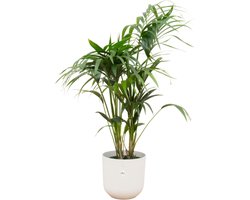 Green Bubble - Kentia palm inclusief elho Jazz Round wit Ø23 - 130 cm