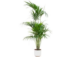 Green Bubble - Kentia palm inclusief elho Jazz Round wit Ø26 - 180 cm