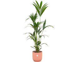Green Bubble - Kentia palm inclusief elho Vibes Fold Round roze Ø30 - 160 cm