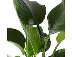 Green Harmony - Strelitzia Nicolai Ø24cm 120cm in Boule TAUPE pot