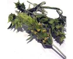 Griekse Bergthee  (Bio) 25 gr.