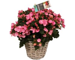 Groen&Bloeiend - 2 stuks - Begonia Betulia Candy - Kamerplant - Tuinplant - Binnen en Buiten plant - Bloeiend - Kleurrijk - ⌀19 cm - Hoogte 38cm - Vers uit eigen kwekerij!