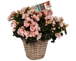 Groen&Bloeiend - 2 stuks - Begonia Betulia Light - Kamerplant - Tuinplant - Binnen en Buiten plant - Bloeiend - Kleurrijk - ⌀19 cm - Hoogte 38cm - Vers uit eigen kwekerij!