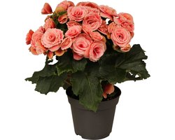 Groen&Bloeiend - 3 stuks Begonia Elatior Borias(roze) - Kamerplant - Tuinplant - kleur - Decoratie - ⌀14 cm - Hoogte 35cm - Vers uit eigen kwekerij!