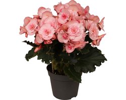 Groen&Bloeiend - 3 stuks Begonia Elatior Joy pink (licht roze) - Kamerplant - Tuinplant - kleur - Decoratie - ⌀14 cm - Hoogte 35cm - Vers uit eigen kwekerij!