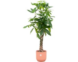 Groene kamerplant met gevlochten stam Pachira Aquatica met roze pot, 160 cm hoogte en Ø30