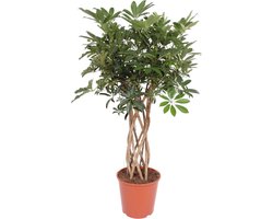 Groene kamerplant Schefflera op stam, Vingerboom voor binnen, 130 cm hoog, Ø30cm
