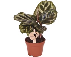 Groene plant - Calathea Makoyana - groene kamerplant - vers van de kweker - Ø6cm