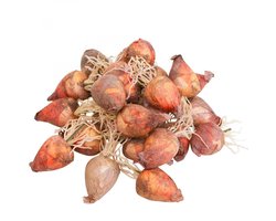 Groentedecoratie mini bieten kunst Ø2,5cm H3,5cm 24 st, 24 Stück