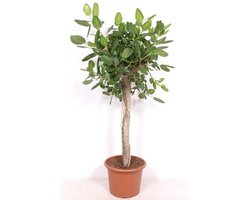 Grote Ficus binnen - Luxe kamerplant 2 meter (Ficus Benghalensis boom)