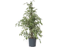 Grote Groene Kamerplant Met Gevlekte Bladeren - Eenvoudig te Onderhouden Binnenplant