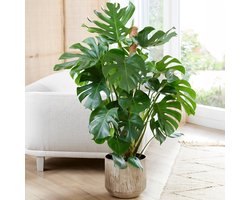 Grote Kamerplant met Gevlekte Bladeren voor Binnen - Makkelijk te Onderhouden Tropische Plant