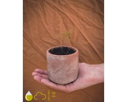 Grow your ownn kweekset - Asparagus Plumosus Nana (Aspergeplant) - Kamerplant Kweekset