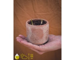 Grow your ownn kweekset - Dracaena Draco (Drakenbloedboom) - Kamerplant Kweekset