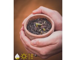 Grow your ownn kweekset - Echinocactus Grusonii (Schoonmoedersstoel) - Kamerplant Kweekset