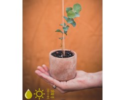 Grow your ownn kweekset - Eucalyptus Cinerea (Silver Dollar) - Kamerplant Kweekset