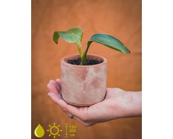 Grow your ownn kweekset - Strelitzia Nicolai (Paradijsvogelbloem) - Kamerplant Kweekset
