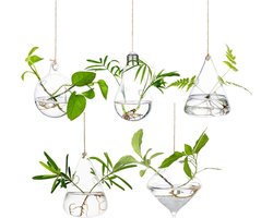 Hangende Grote Glas Plantenbakken - Water Luchtplant Succulente Containers - Terrariumkits - Kaarshouder Binnen Buiten - 2 Gaten - 5 Stuks/Set met Snaren Touw voor Huis Tuin Balkon