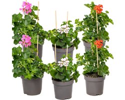 Hanggeranium Mix – Roze, Rood en Wit – Pelargonium Peltatum – 6 Stuks – Balkonplant – Rijkbloeiend – Voor Terras, Hanging Basket en Bloembak
