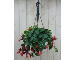 Hangplant Aeschynanthus
