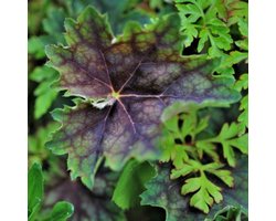 Harige purperklokje (Heuchera villosa var. macrorrhiza) - Heuchera villosa macrorrhiza - Purperklokje - Vaste planten