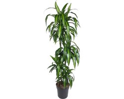 Hawaiiaanse Drakenplant (Dracaena Hawaiiana) binnen, 160 cm - ø24 cm - tropisch paradijs sfeer