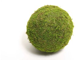 HBX natural living mosbal decoratie groen 20cm voor interieur.