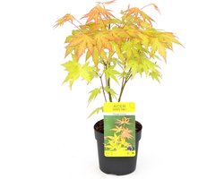 Hello Plants Acer Palmatum Orange Dream Japanse Esdoorn - Struik, Sierheester - Ø 10.5 cm - Hoogte: 20 cm
