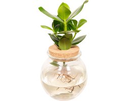 Hello Plants Clusia in Bolglas Kurk - Ø 12 cm - Hoogte: 30 cm