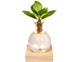 Hello Plants Clusia in Samoa Glas met LED Verlichting - Ø 4 cm - Hoogte: 10 cm