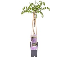 Hello Plants Wisteria Floribunda Naga Noda Blauwe Regen Paars - Klimplant, Sierheester - Ø 15 cm - Hoogte: 65 cm