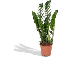 Hello Plants Zamioculcas Emerald Palm - Ø 14 cm - Hoogte: 50 cm - ZZ-Plant