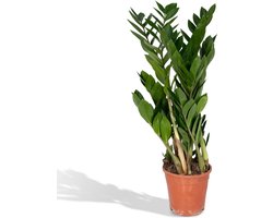 Hello Plants Zamioculcas Emerald Palm - Ø 17 cm - Hoogte: 70 cm - ZZ-Plant